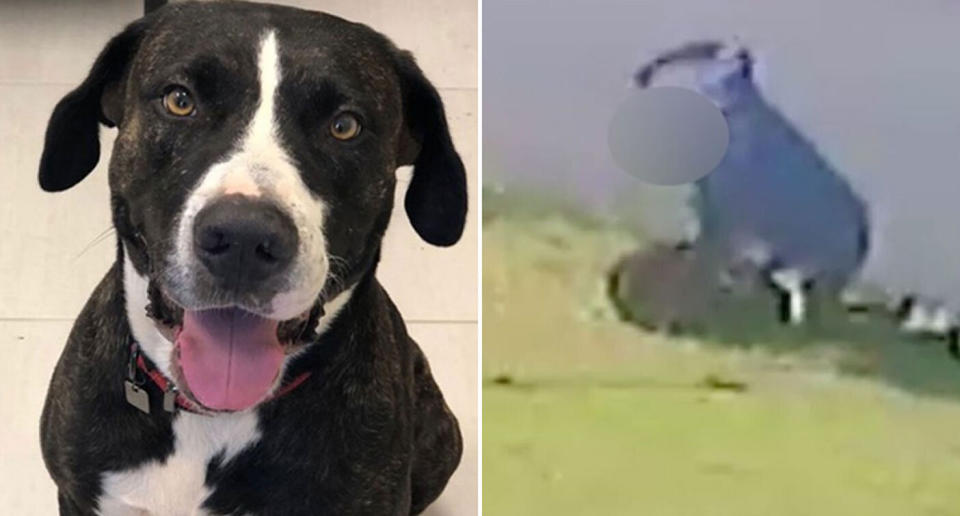 Pictured left is Jaboo a Bull Arab dog. He was filmed being punched repeatedly by his owner, Andrew Coleman, in Mackay in February. The incident is pictured on the right.