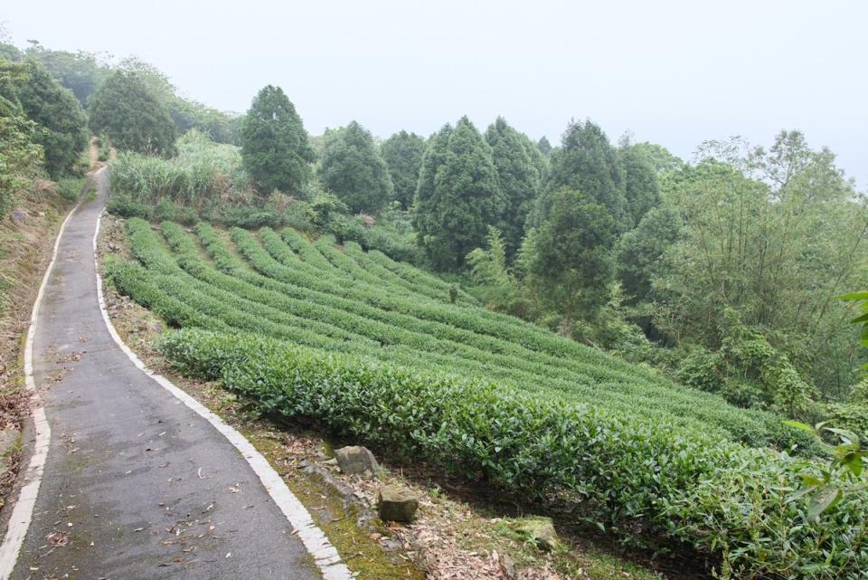 桐花步道長度約435公尺左右，適合喜歡輕健行的族群，兩旁遍布茶園，也可以同時欣賞一片綠意的梯田景觀。   圖：新北市景觀處提供