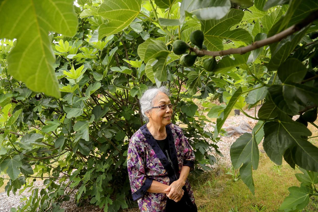 Kim Hedahl stands among a couple of the many fig trees at her home in Silverdale on  July 23. Kim and her husband, Loren, changed course 25 years ago after running a thriving herb farm and turned to growing figs. She sells 1,000-2,000 pounds of fresh figs from her orchard every summer,