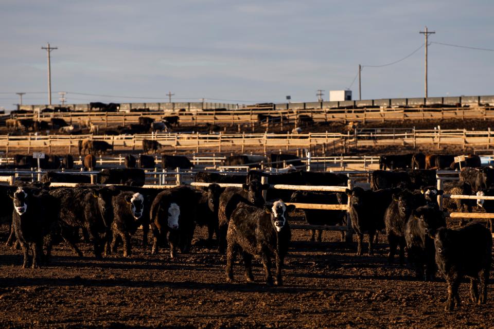 The Brookover Feed Yard in Garden City, Kan.,  is near the Tyson Fresh Meats meatpacking plant.