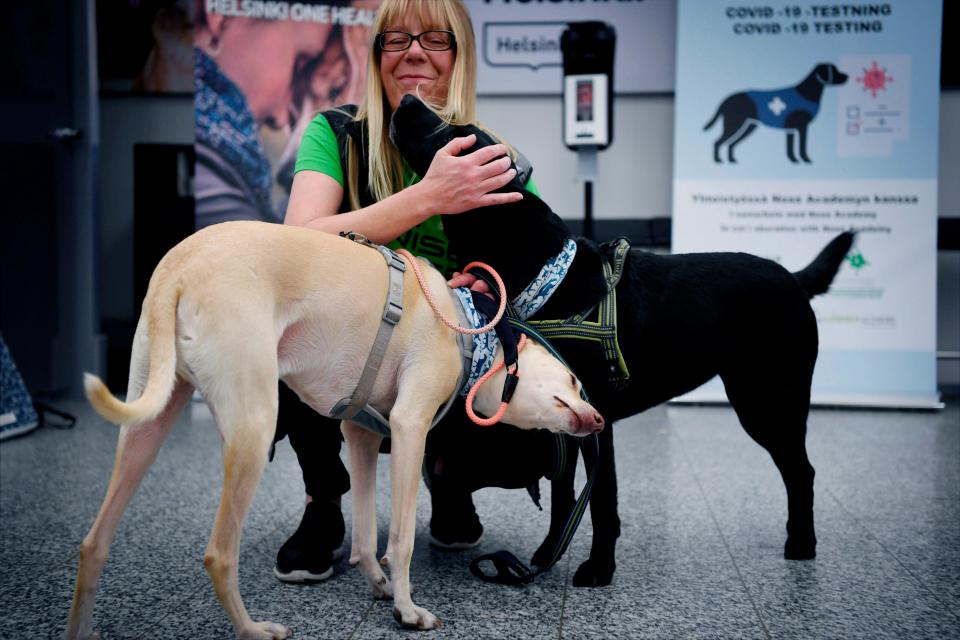 Sniffer dogs named Kossi, left and Miina react with trainer Susanna Paavilainen at the Helsinki airport in Vantaa, Finland, Sept. 22, 2020. The dogs have been trained to detect the coronavirus from arriving passenger samples at the airport.