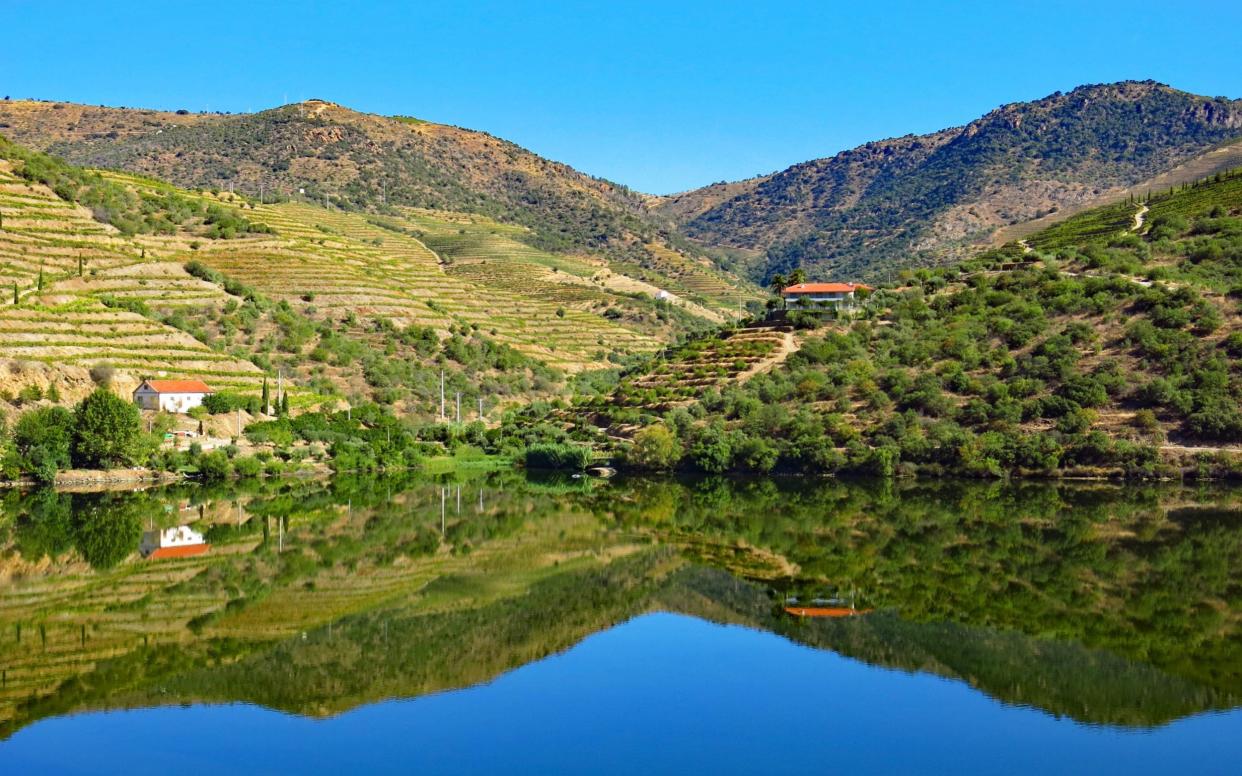 Vineyards on the banks of the Douro river in summer - Getty