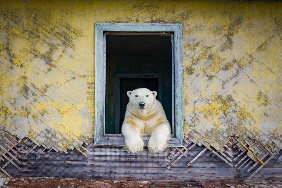 polar bear hanging outside window