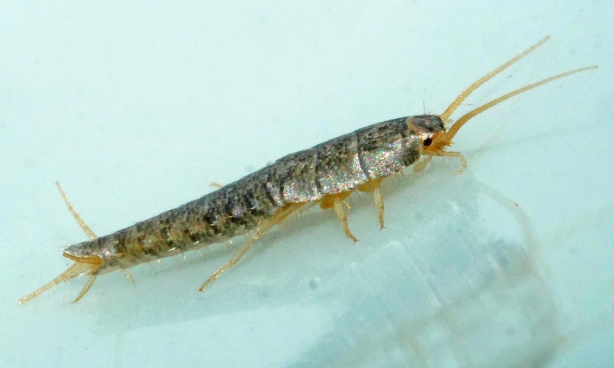 <span>‘Silverfish can cause serious degradation to books, archival documents, wallpaper, upholstery and clothing if present in large numbers.’</span><span>Photograph: Phil Gates</span>