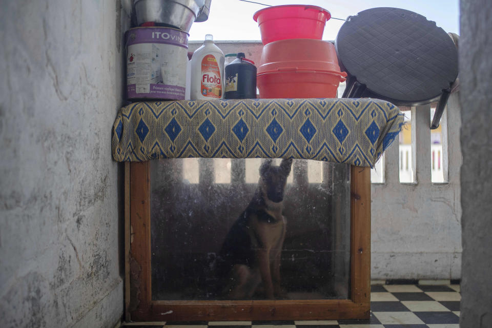 In this in Wednesday, March 25, 2020 photo, a dog owned by one of the residents of a housing complex sits in his kennel in Sale, near Rabat, Morocco. Hundreds of people live in crowded rooms in this Moroccan housing complex with no running water and no income left because of the coronavirus lockdown measures. However volunteers come to help clean as the government tries to protect the population from virus while not punishing the poor. (AP Photo/Mosa'ab Elshamy)