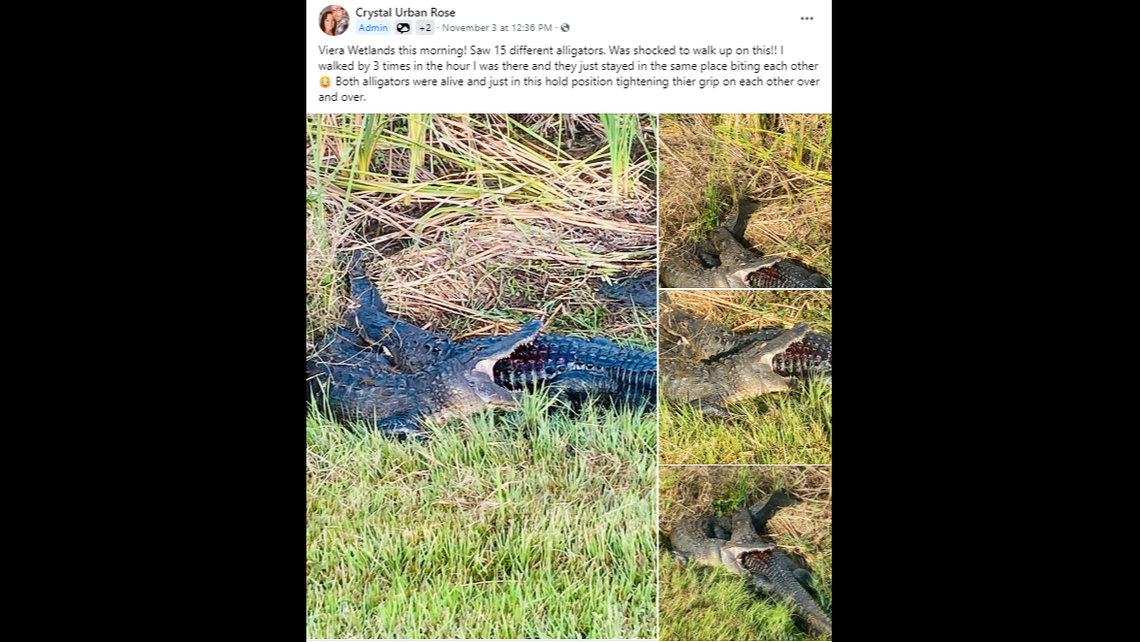 Crystal Urban Rose was visiting Ritch Grissom Memorial Wetlands for the first time when she saw two alligators biting down on each other. 