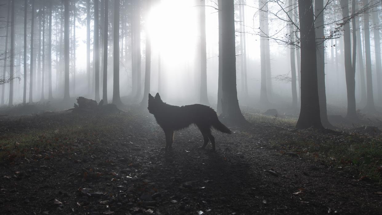  Wolf in silhouette in woodland. 