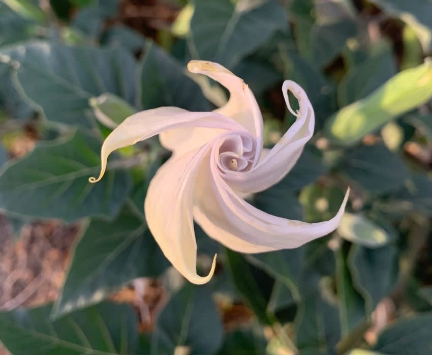 Datura wrightii