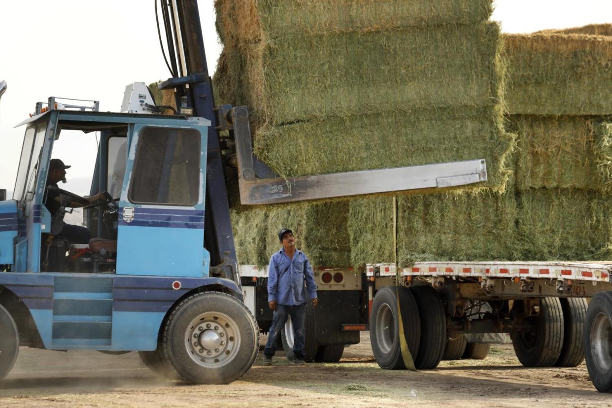 A forklift loads hay bales onto the bed of a semitruck.