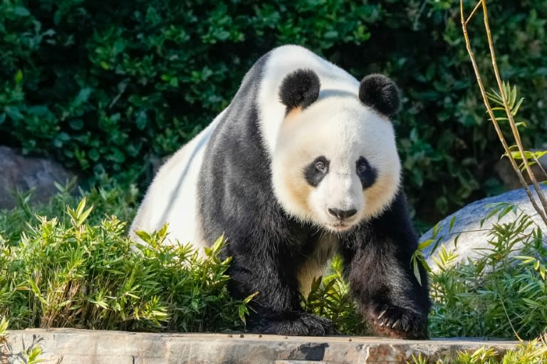 Bei seinem Besuch in Australien setzt der chinesische Ministerpräsident Li ganz auf Panda-Diplomatie: Im Zoo von Adelaide kündigte er an, die dort seit 2009 lebenden Großen Pandas Wang Wang und Fu Ni nach China zurückzuholen und bald ein neues Paar zu schicken. (Asanka Ratnayake)