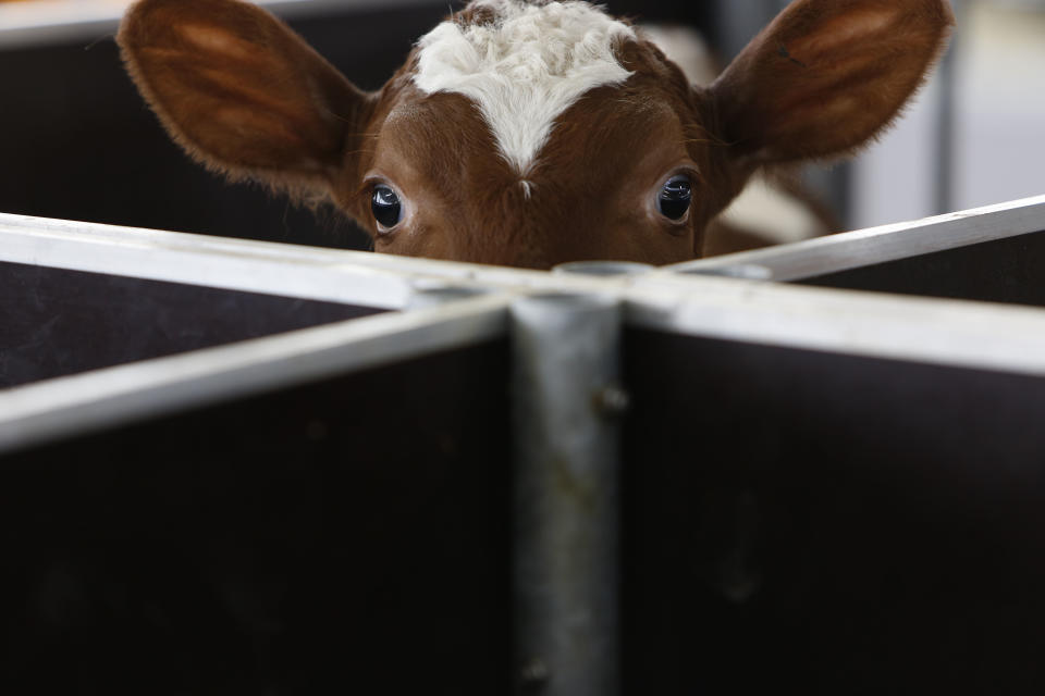 In this photo taken on Tuesday, April 15, 2014, a Norwegian Red calf waits for food inside a farm in the village of Kozarac, near Bosnian town of Perijedor, 250 kms northwest of Sarajevo. Bosnian farmer Jusuf Arifagic invested eight million euro into the luxury farm that started four months ago with the import of 115 Norwegian Red Cows - a type of tough and hornless animal bred in Norway over the past 75 years to produce more and better milk than the usual cow known in the Balkans. He plans to expand into the biggest facility keeping this type of animal in Europe with 5,000 cows. In a country where half of the population is living in poverty, his animals sleep on mattresses in a barn with a computerized air condition and lighting system. They are bathed regularly, get a massage whenever they feel like it and receive the occasional pedicure.(AP Photo/Amel Emric)