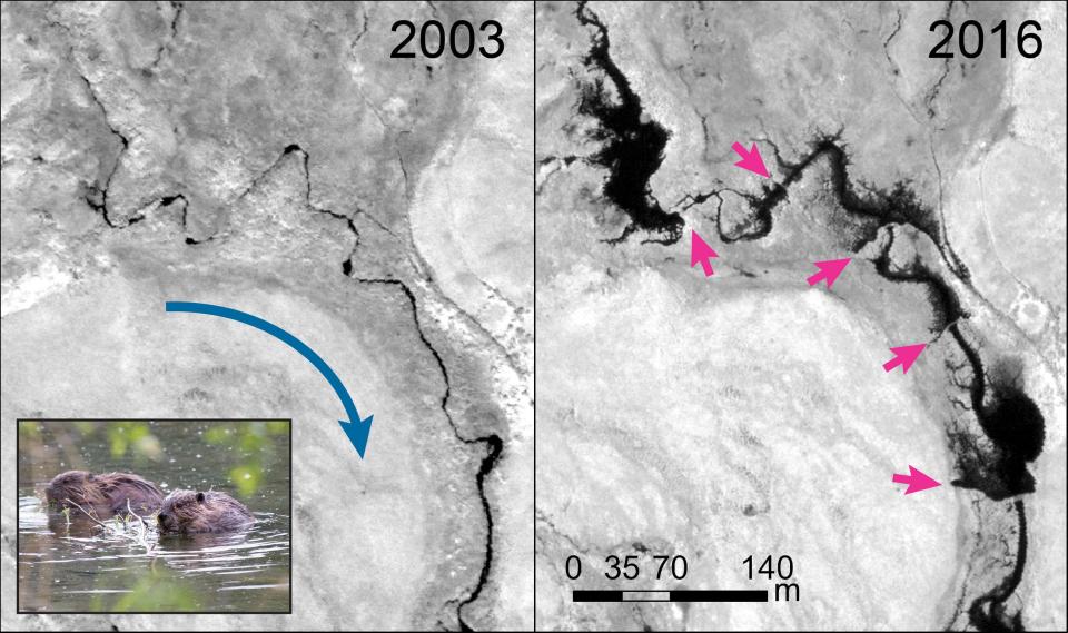 side by side satellite images show a thin tundra stream transformed by beaver ponds