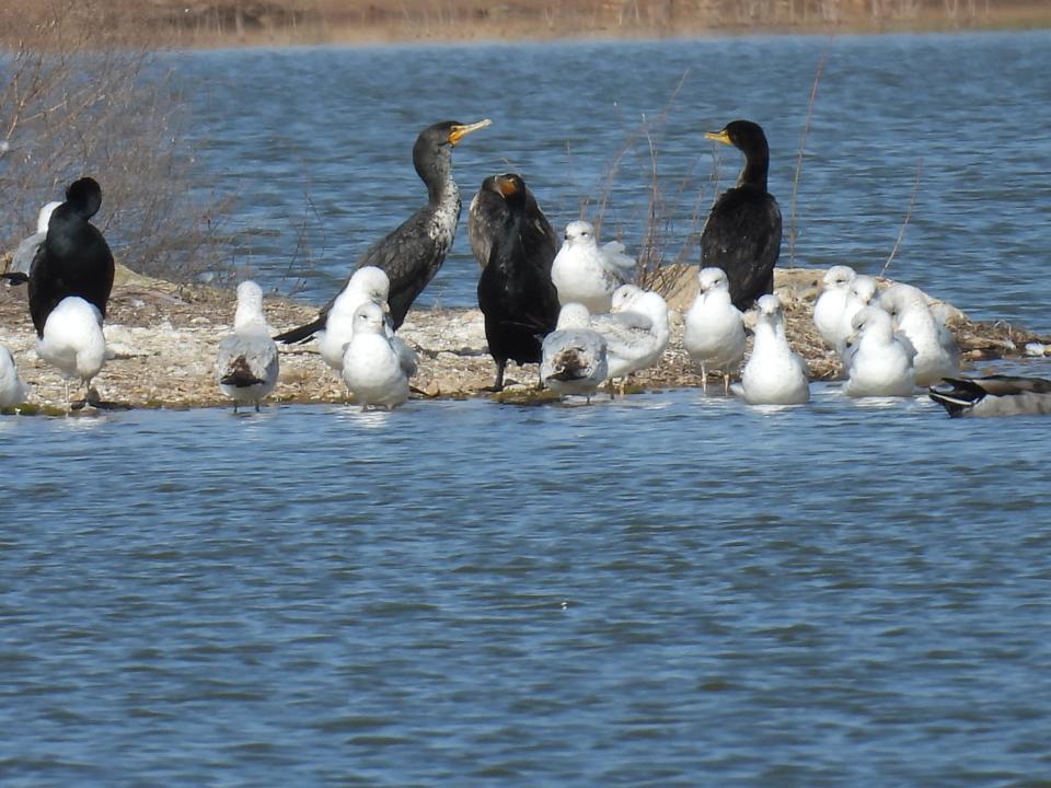 White ring-billed gulls are seen mixed in with some double-crested cormorants on Lake Gordon in Iowa Park.