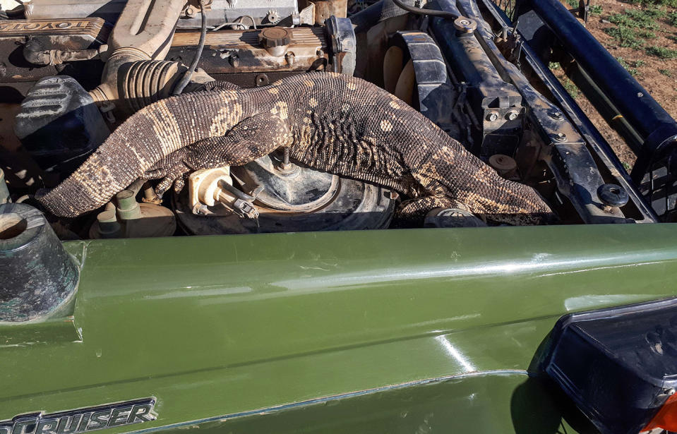 South African safari park ranger finds a huge rock monitor lizard in her car engine.