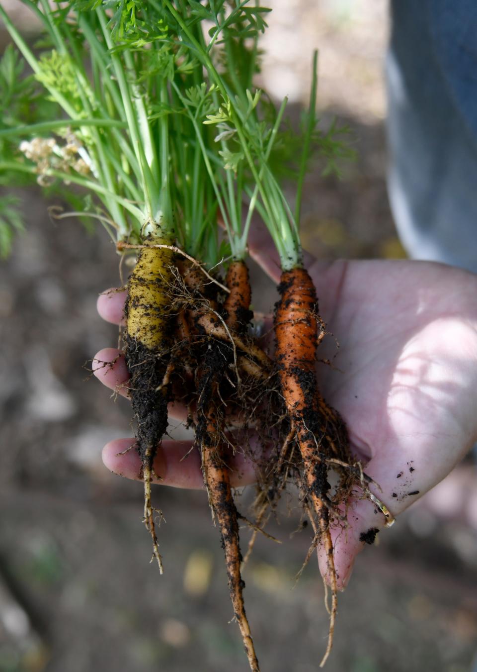 Alisa Palmer pulls carrots out of the Roscoe Wilson Magic Garden, Friday, June 17, 2022. Elementary students help maintain the garden and learn about Earth science. 