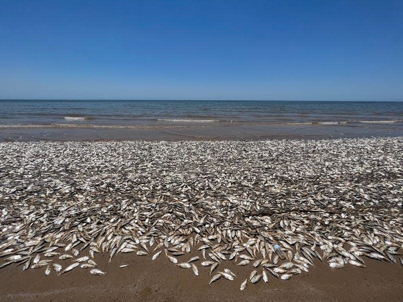 Dead fish in Quintana Beach County Park, Texas on June 9 2023. 