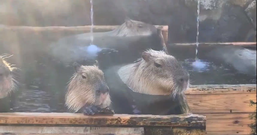 那須動物園的水豚，正在享受溫泉帶來的溫暖。（圖／翻攝自那須動物園推特）