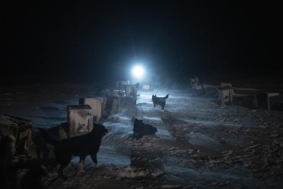 Una conductora de trineo regresa al patio de perros después de entrenar a cachorros para tirar trineos en Bolterdalen, Noruega, el martes 10 de enero de 2023. Mientras los cachorros de trineo de Karina Bernlow jugueteaban felizmente en los remolinos de nieve una tarde de mediados de enero, ella también temía la posibilidad de estaciones más cálidas. “No puedo vivir en un invierno lodoso”, dijo Bernlow, quien administra el equipo de trineos tirados por perros Green Dog con su familia en una extenso valle en las afueras de Longyearbyen. (AP Foto/Daniel Cole)