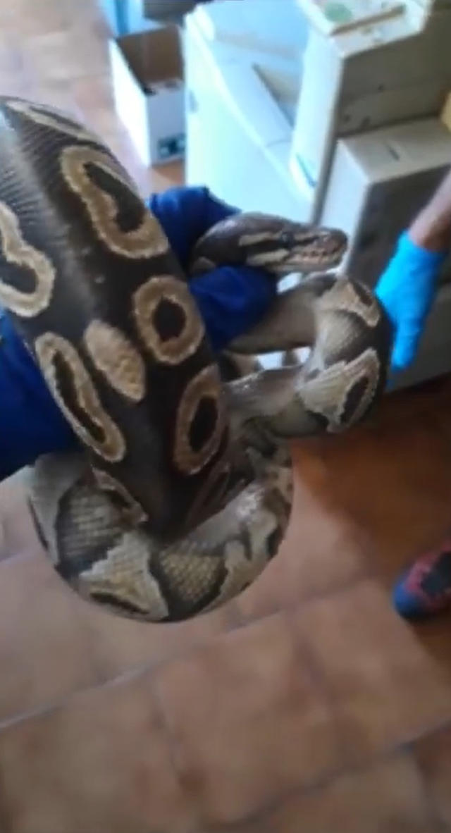 Man goes to bathroom, finds a massive snake waiting for him