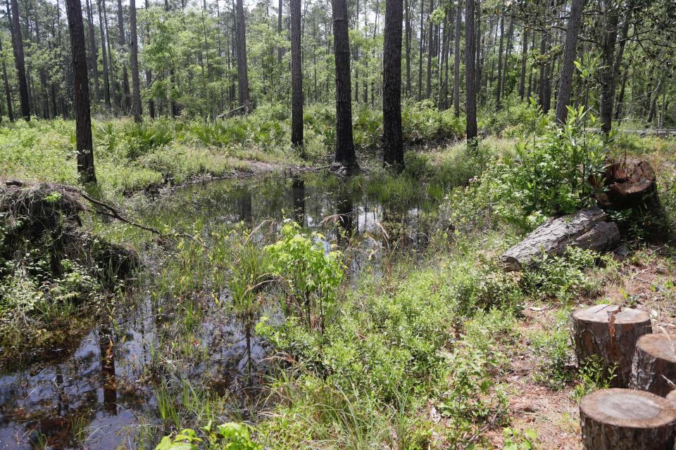 Part of a moat that once surrounded the fort that stood at Prospect Bluff remains in the Apalachicola National Forest in this April 2019 file photo. After the War of 1812, Prospect Bluff held the largest free Black settlement in the United States.