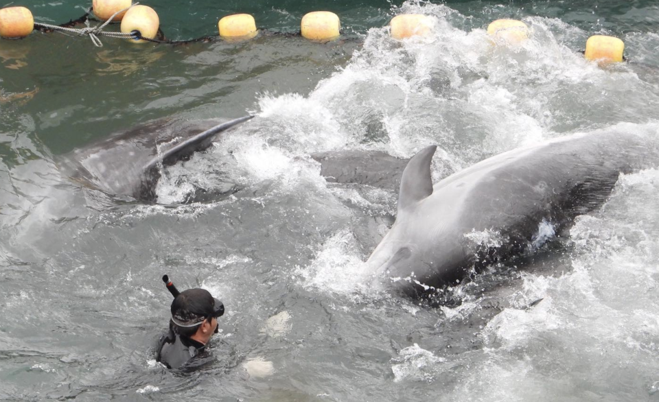 Dolphins thrash about as the hunters move in to separate the pod. Source: Dolphin Project