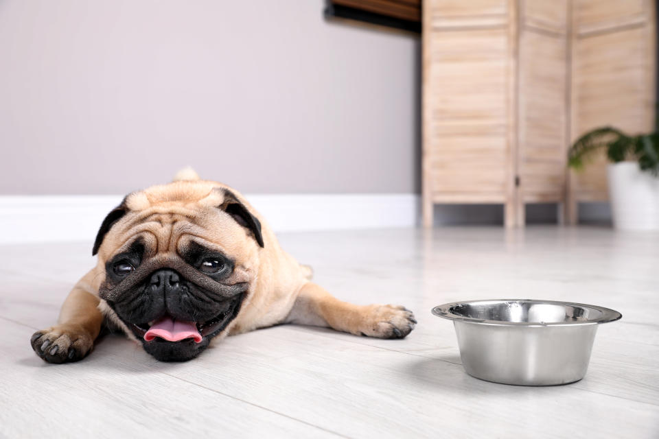 想要預防狗狗中暑，給予狗狗隨時夠喝的水分非常重要。示意圖來源：Getty Images
