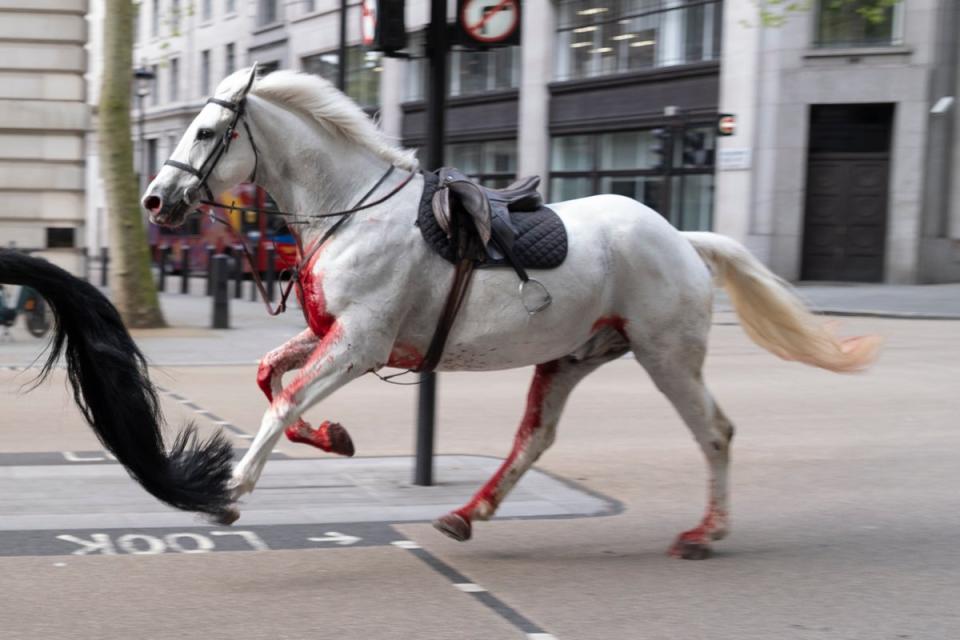 Bloodied Household Cavalry horse runs through London (Jordan Pettitt/PA Wire)