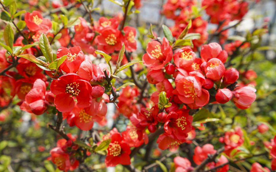 Spring Flower: Flowering Quince