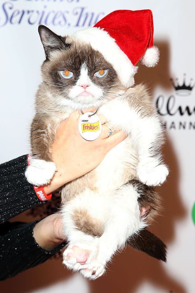 Grumpy Cat From 'Grumpy Cat's Worst Christmas Ever'