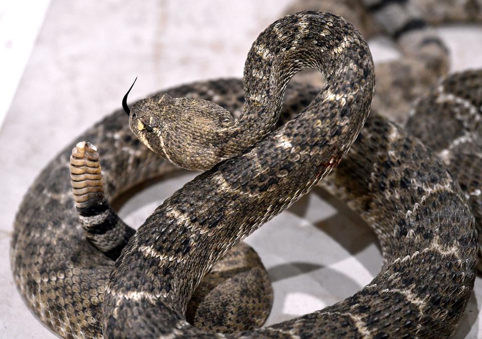 A western diamondback rattlesnake is coiled in the milking pit.