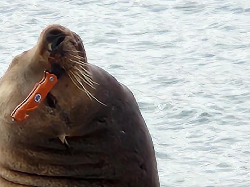 Channel Islands Marine & Wildlife Institute, or CIMWI, responded to a report of a sea lion with a knife stuck in its snout at Channel Islands Harbor on Sunday, Sept. 3, 2023.