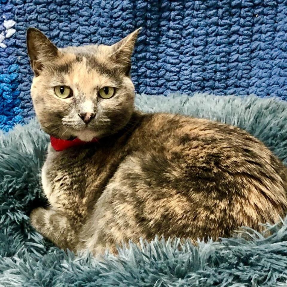 Name: Snow

Gender: Female

Age: 3 years old

Weight: 10 pounds

Species: Cat

Breed: Domestic Shorthair/Mix – Grey/Tan Dilute

Orphaned Since: August 2022

Adoption Fee: $50.00

 

Sweet Snow has been with one owner since she was a kitten and now needs a new home. Although she was known to be a playful, affectionate and talkative lap cat in her previous home, she’s very shy in her unfamiliar environment at the shelter. If you approach her slowly and get down on her level of sight, she may reward you with head bumps and purrs while she allows you to scratch under her chin. She’s scared of dogs and small children and is not too comfortable around other cats. Snow’s personality is sure to shine once she feels safe again so request to meet her at: www.spcaflorida.org/appointment!