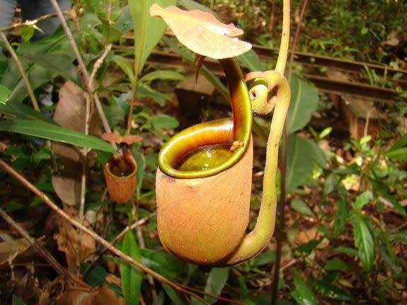 The carnivorous pitcher plant <em>Nepenthes bicalcarata</em> can reach heights up to 65 feet (20 meters) into the forest canopy, a record for the genus.