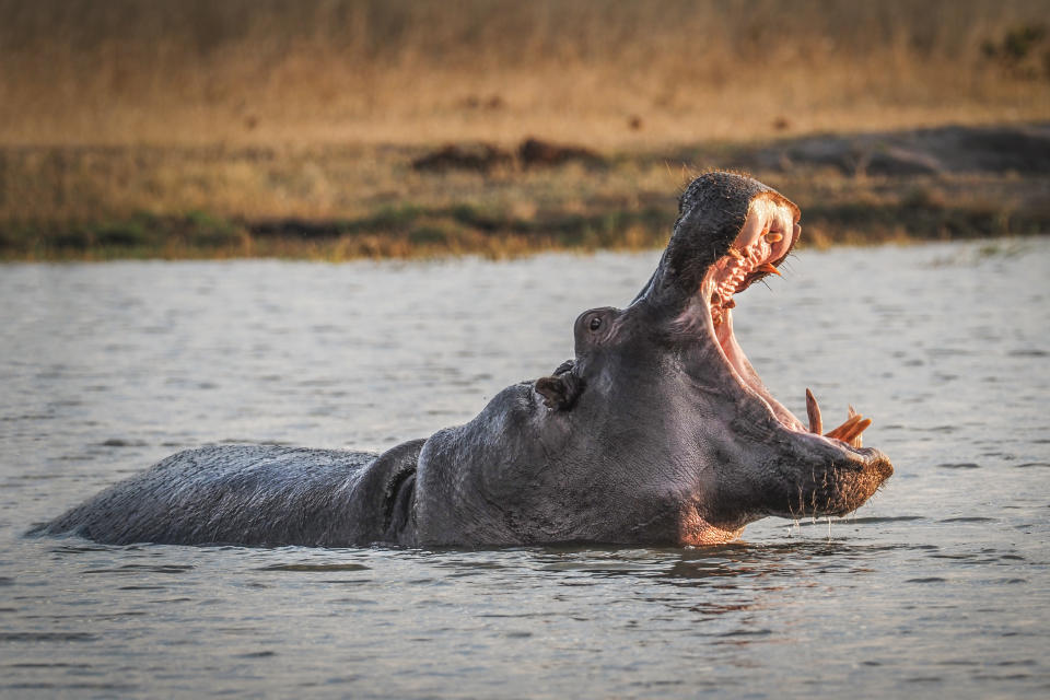 A hippo photographed in Africa