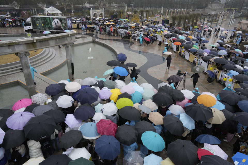 A vehicle, rear left, carrying Fu Bao, the first giant panda born in South Korea, arrives for its farewell ceremony at the Everland amusement park in Yongin, South Korea, Wednesday, April 3, 2024. A crowd of people, some weeping, gathered at a rain-soaked amusement park in South Korea to bid farewell to their beloved giant panda before her departure to China on Wednesday. (AP Photo/Lee Jin-man)