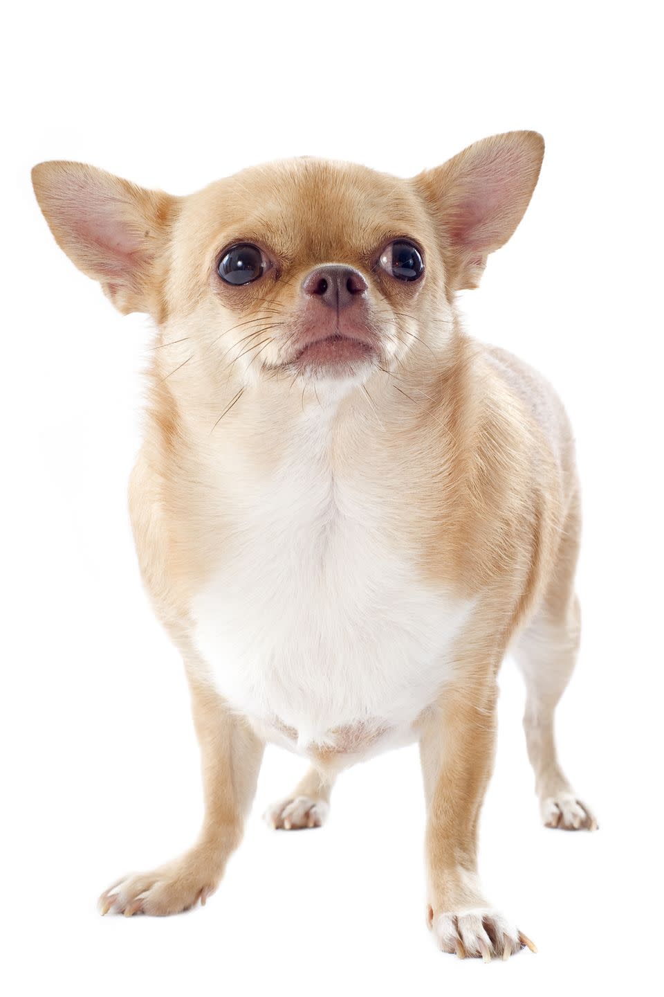 Chihuahua