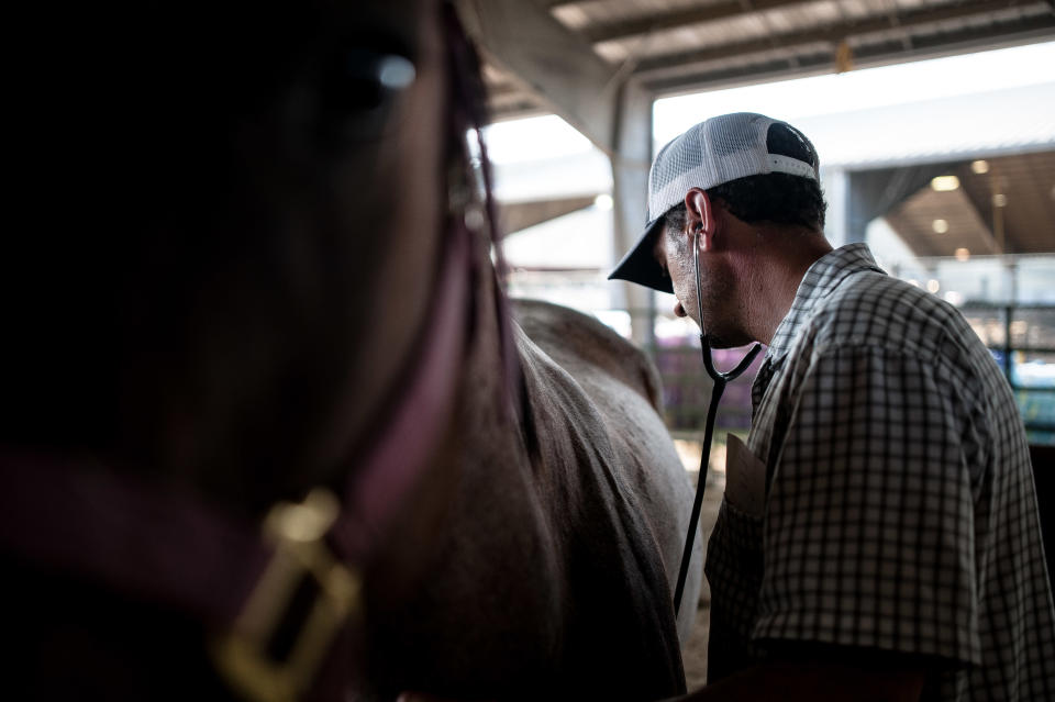 Dr. Nick Moore, of Georgetown, Texas, checks up on a horse at Ford Park. (Photo: Joseph Rushmore for HuffPost)