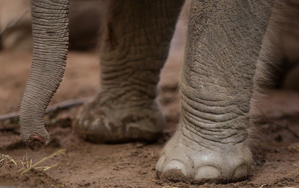 The 71-year-old had visited the park annually for 35 years  (PA Archive)