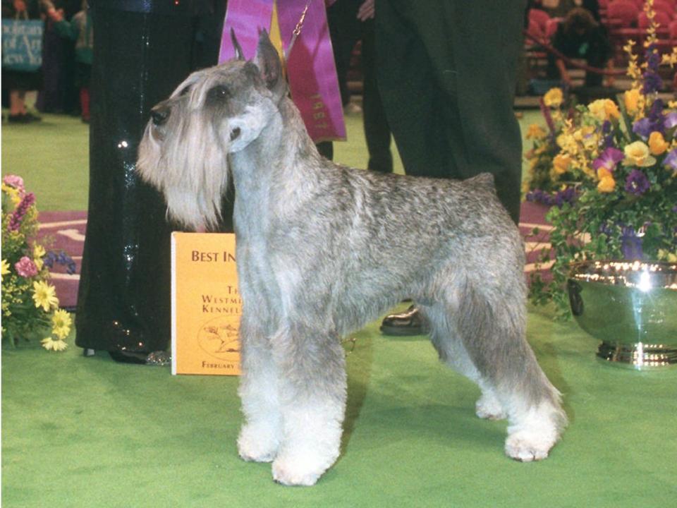 westminster winner 1997