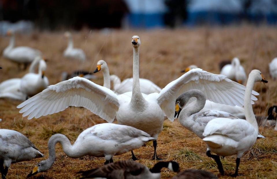 Whooper swans spend the winter in the UK (AFP via Getty Images)