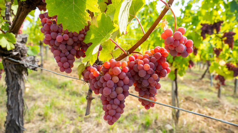 Gewurztraminer grapes in Alsace