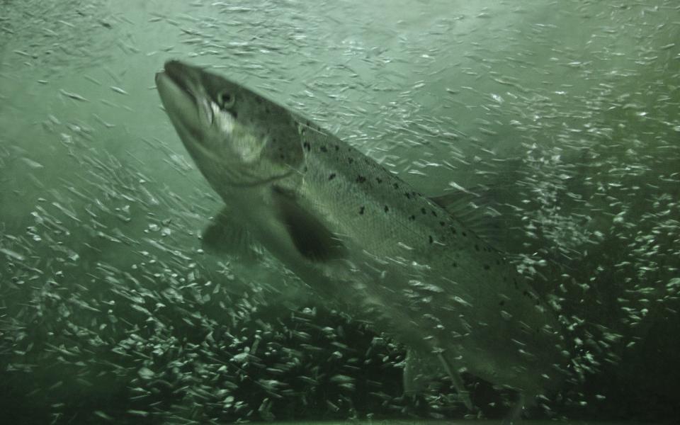 Atlantic Salmon swimming - Gamma-Rapho