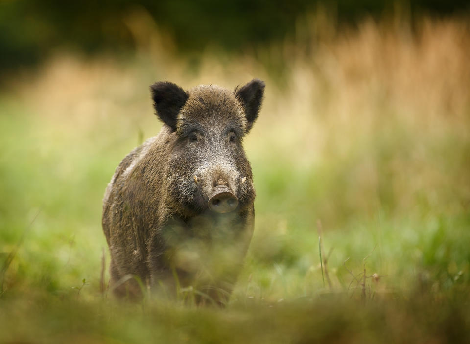 Wild boar walking through dead grass and pine trees