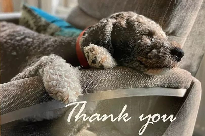 Golda's thank you -Credit:DogsLive