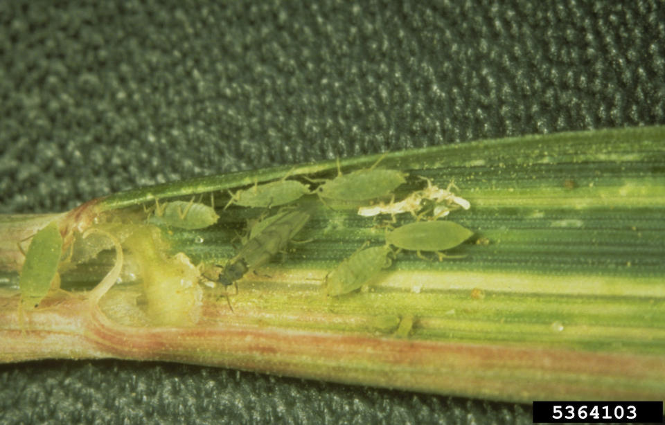 This undated image made available by Frank Peairs in 2008 shows a colony of Russian wheat aphids in a wheat leaf. A warmer world likely means more and hungrier insects chomping on crops and less food on dinner plates, a new study suggests. (Frank Peairs/Colorado State University/Bugwood.org via AP)