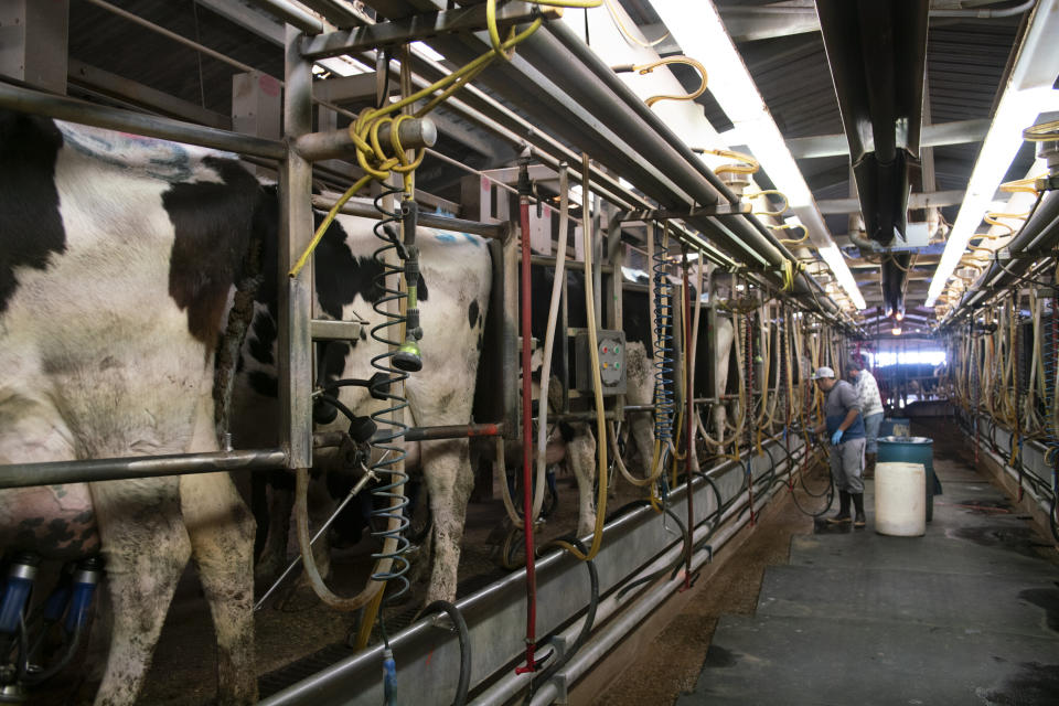 The milking facility at Art Schaap's dairy farm in Clovis, New Mexico. (Photo: Don J. Usner for Searchlight New Mexico)