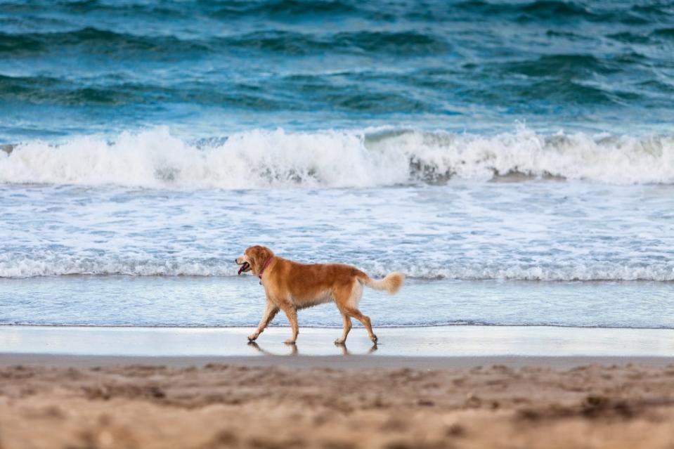 Golden retriever walking along beach, Jensen Beach, Florida via Getty Images.