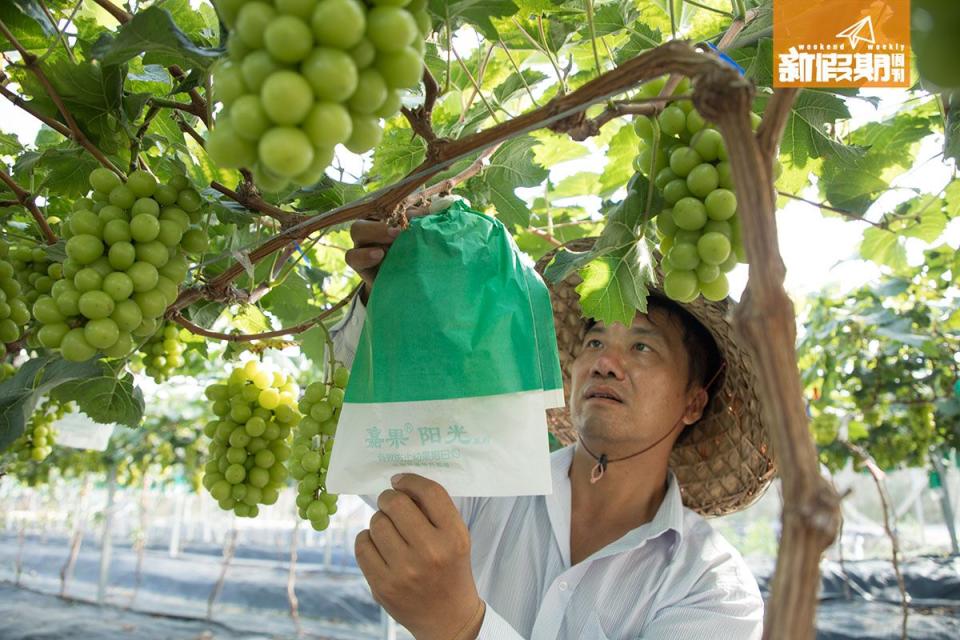 套袋除了可遮光外，還可預防提子被蟲叮。