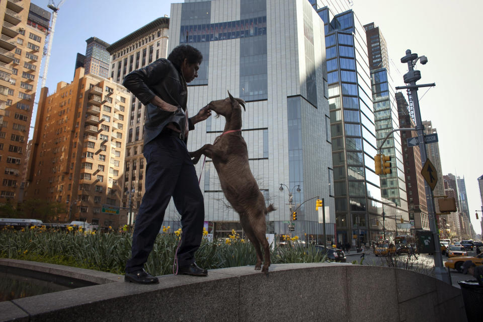 Cyrus Fakroddin feeds his pet goat Cocoa in Columbus Circle, New York April 7, 2012. Cocoa is a 3-year-old Alpine-Pygmy mixed goat who lives with Cyrus in Summit, New Jersey. They take frequent trips into Manhattan to enjoy the city. REUTERS/Allison Joyce