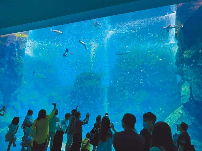 Xpark水族館4層樓、8公尺高的巨型透明觀景窗，展現台灣多樣的魚種和壯麗的海底地形。（蔡依珍攝）